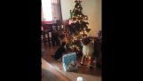 Pisica vs Pomul de Crăciun