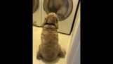En hund framför en tvättmaskin