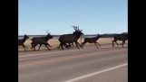 麋鹿的牛群穿过道路