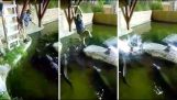 Ragazzo cade a Alligator Pool