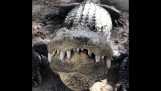 Ne tak šťastný aligátor