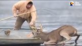 Rescue of a deer stuck on a frozen lake