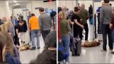 개는 공항 보안을 통해 이동하는 것을 거부