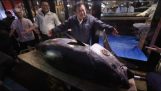 Japonsko: tuňáka prodal 2,7 milionu eur v aukci