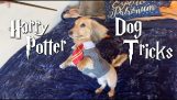 Hund reagerer kun på Harry Potter besværgelser