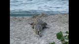 Krokodil auf einem Strand