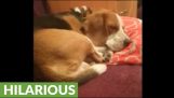 Ein schlafender Hund heult, wenn Sie Musik hören
