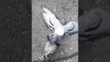 Dos palomas encontrados unidos con una cuerda