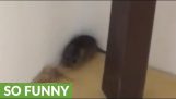 Um gato se recusa a caçar um rato