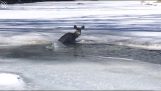 Un ciervo atrapado en un río congelado