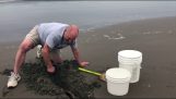 En Pacific ål fastnat i sanden räddades av en god samarit