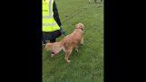 A dog jumps with joy