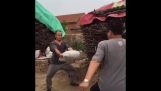 Kung Fu med en pose cement