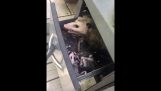 A family of opossums in his grill