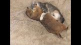 एक बिल्ली का बच्चा licks और एक प्रैरी कुत्ता cuddles