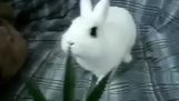 Rabbit mănâncă o frunză de canabis