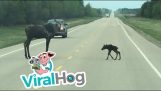Moose mamička a jej mláďa cez cestu