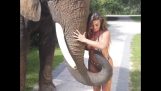 Naughty elephant