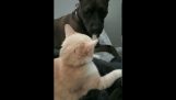 Dog’cara engraçada quando é apegado por um gato