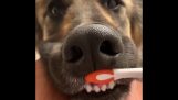 Kutya szereti szájhigiénia