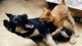 gatos Ninja contra perros