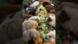 I porcellini d'India su una festa