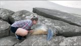 Salvarea unei broaște țestoase de mare blocat în roci