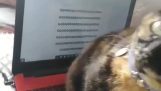 Aceasta pisica scrie versurile cântecelor Capcana