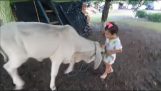 En ko attackerar en liten flicka