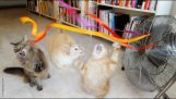 Katter Spela med fläkt Ribbons