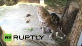 A القط والوشق: الصداقة غريبة من حديقة حيوان لينينغراد