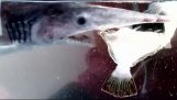 Guardando da vicino lo strano morso “alieno” dello squalo goblin