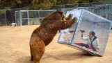 Mujer en un cubo vs Grizzly