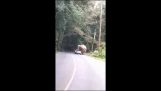 Un elefante schiaccia una macchina