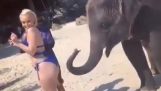 Bébé éléphant jouant avec une fille en bikini