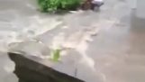 Człowiek ratuje psa z powodzią