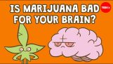 Es la marihuana malo para el cerebro?