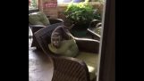 Мачка шета на столици