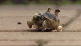 Mozgáskorlátozottak baba teknős kap kerekek