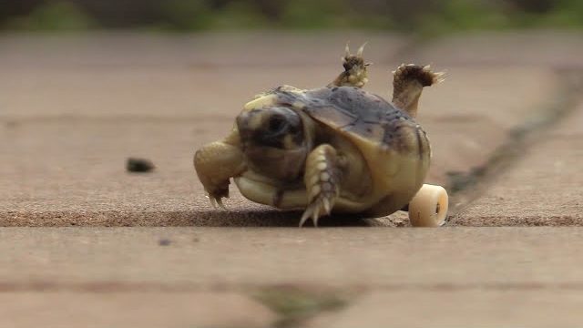Vammaiset vauva kilpikonna saa pyörät | VideoMan