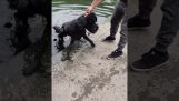 En hund av misstag faller i vattnet