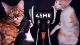 Macska, nyalás, egy mikrofon / ASMR