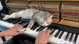 lullaby for cats on piano