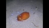 Mustekala uppoaa hiekkaan
