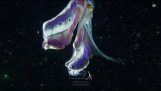 Couverture Octopus a de belles couleurs
