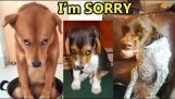 Compilation of guilty dog ​​reactions