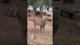 En hjort angreb en lille pige (Nara, Japan)