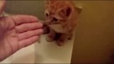 Jak se vykoupat kotě, aniž by ho děsilo