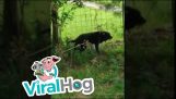 Un ciocănitor își apără teritoriul împotriva unui vechi labrador…