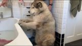 כלב גדול לא רוצה לעשות אמבטיה